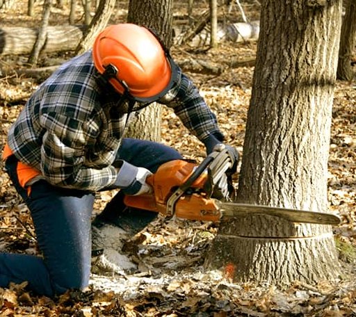 Tree Removal in Hermitage, AR